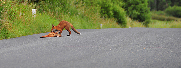 Fox_by_Alison_Laredo_17.jpg