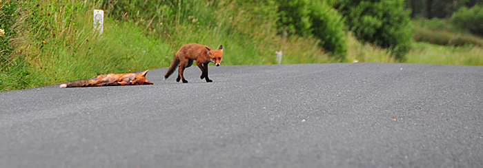 Fox_by_Alison_Laredo_20.jpg