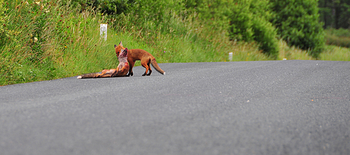 Fox_by_Alison_Laredo_21.jpg