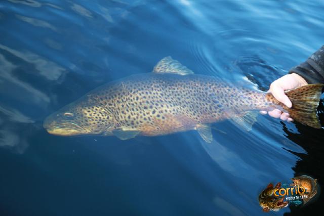 PeterDurdikJr_16lbs50ztrout_released.jpg