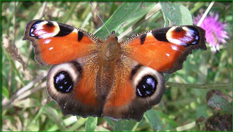 RED_ADMIRAL_BUTTERFLY.jpg