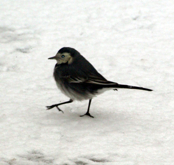 ROC_Winter_Birds_1.jpg