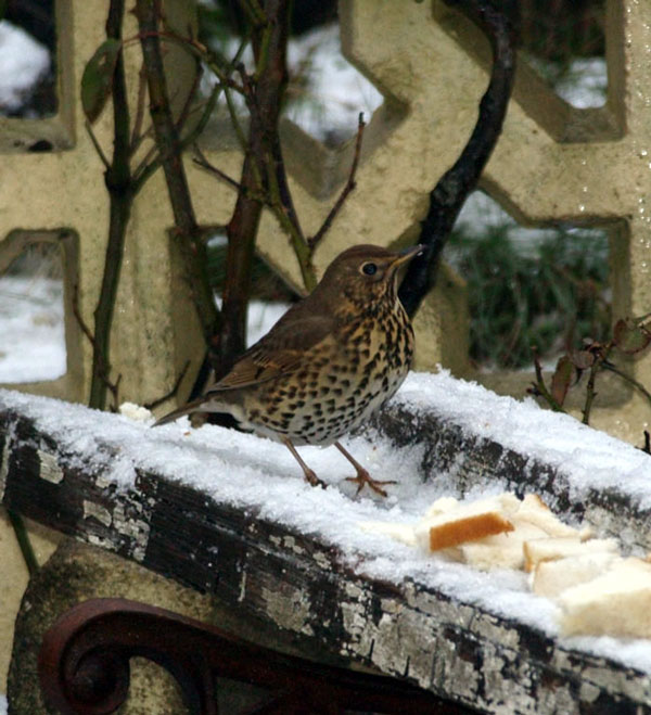 ROC_Winter_Birds_4.jpg