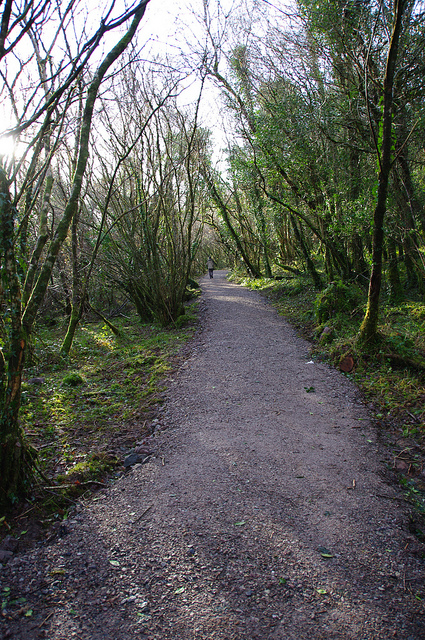 Raheens_Woodland_Walk1_1.jpg