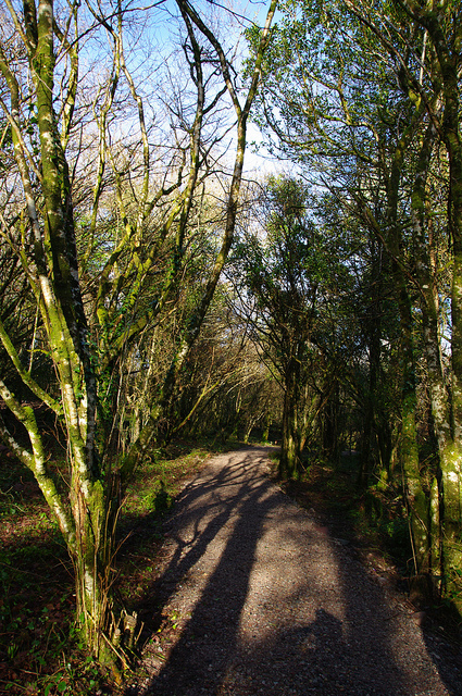 Raheens_Woodland_Walk_1.jpg