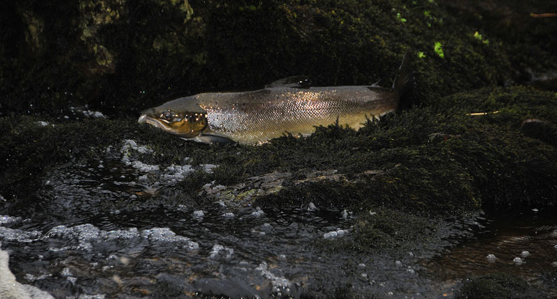 Salmon_run_Carrowkeel_1.jpg