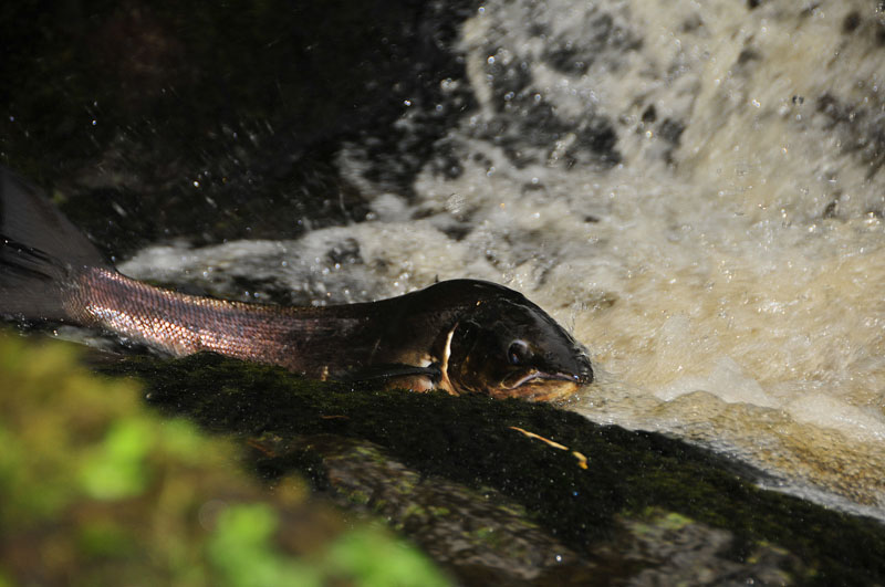 Salmon_run_Carrowkeel_2.jpg