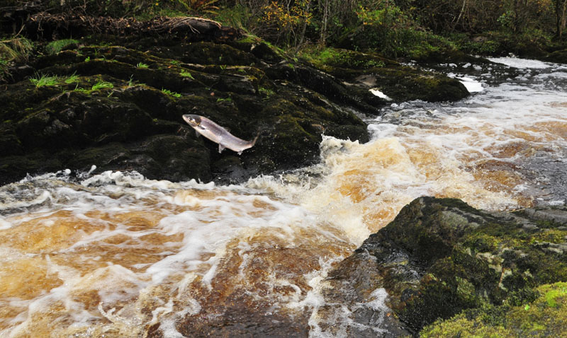 Salmon Jumping at Clydagh