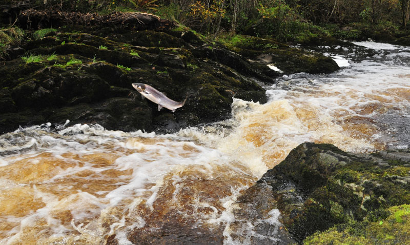 Salmon_run_Carrowkeel_7.jpg