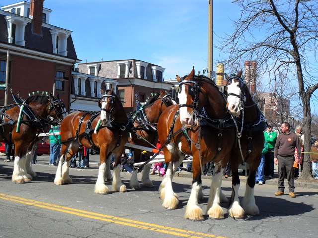 St_Pats_11_Boston_Clydesdales_4.JPG