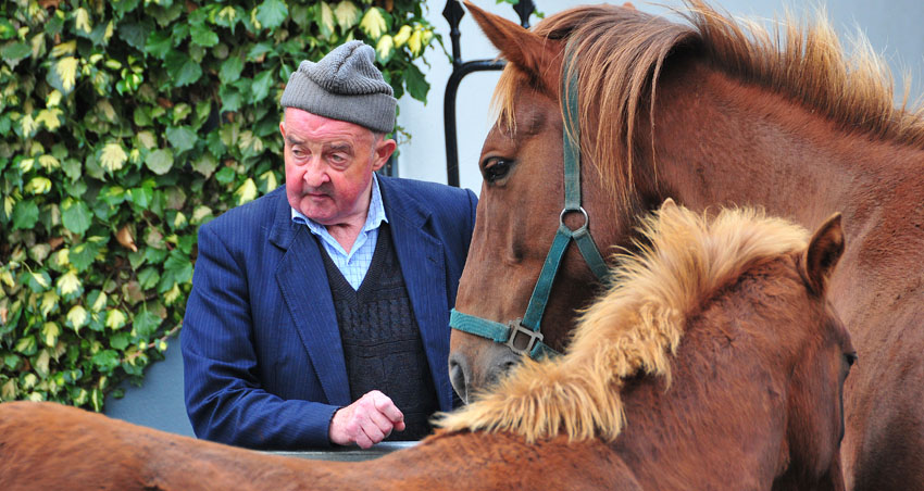 Westport_Horse_Fair_2009_11.jpg