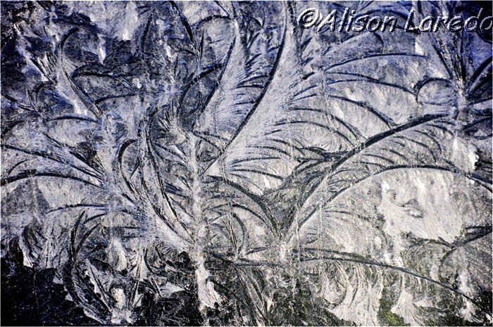 Winter_by_www.alisonlaredo.com_9.jpg