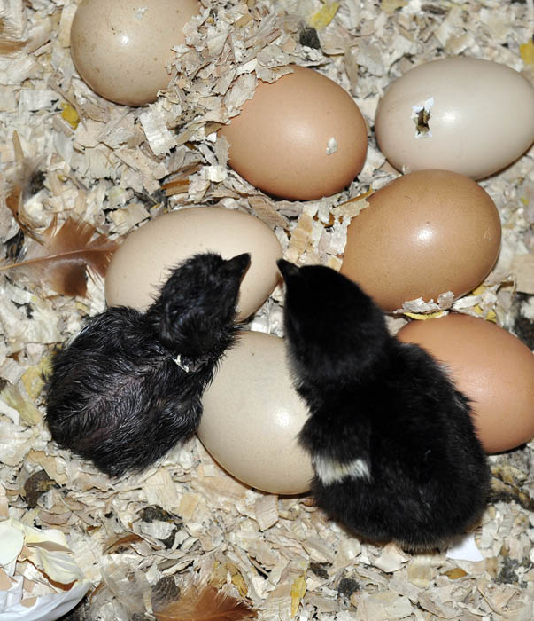 chicks_by_Alison_Laredo_10.jpg