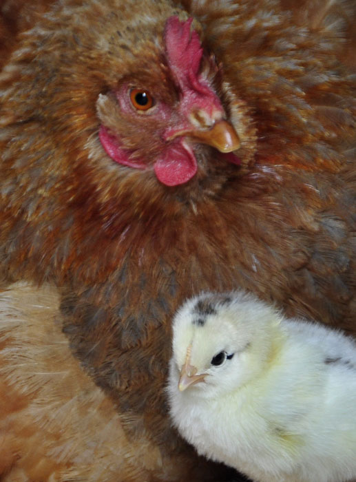 chicks_by_Alison_Laredo_11.jpg