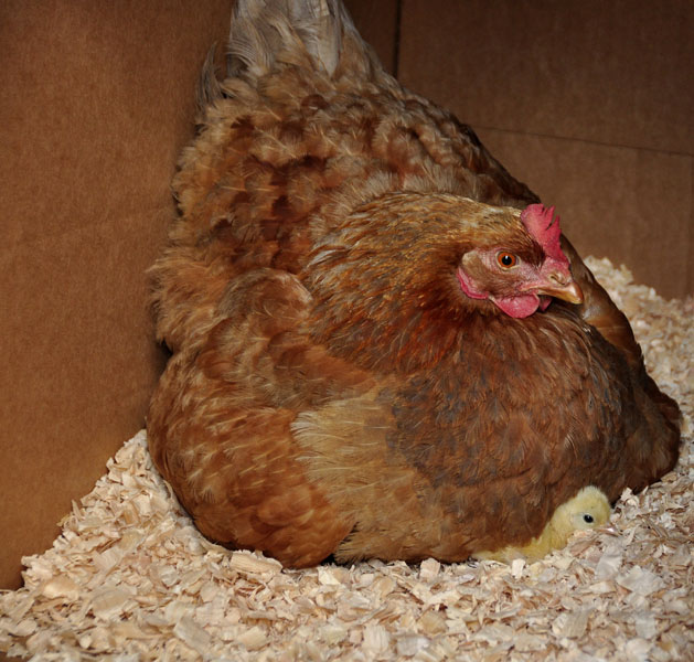 chicks_by_Alison_Laredo_12.jpg