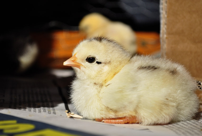 chicks_by_Alison_Laredo_8.jpg