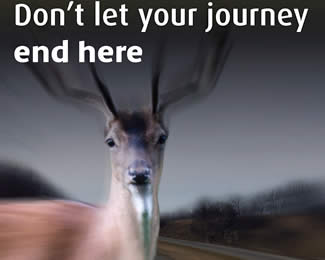 deer.jpg