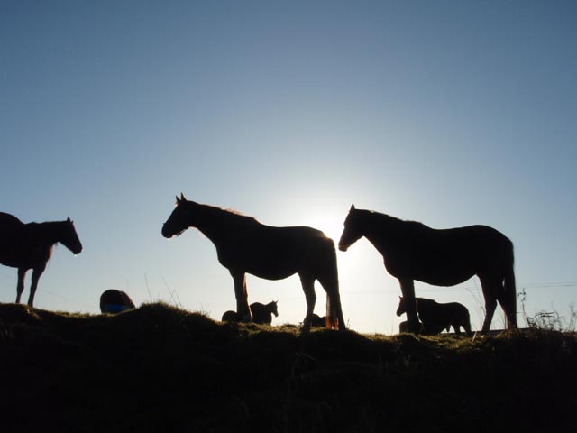 horses-PC173921.jpg