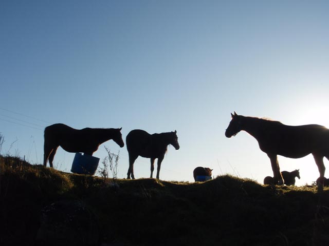 horses-PC173922.jpg