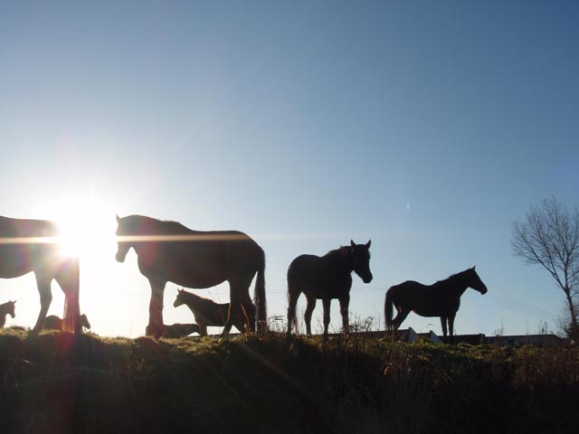 horses-PC173923.jpg