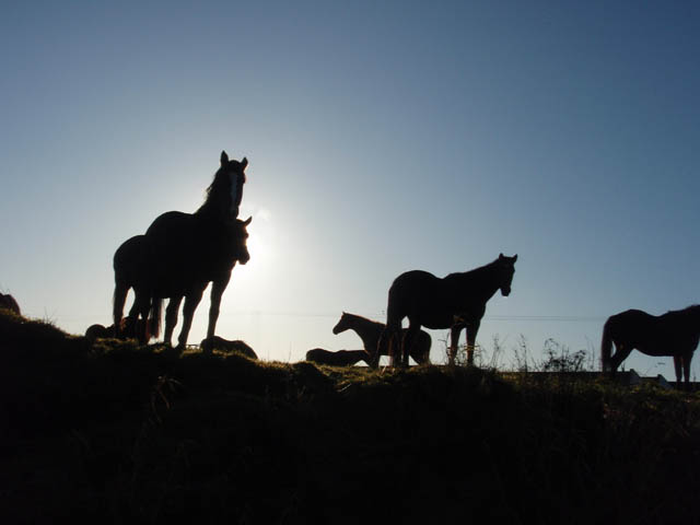 horses-PC173925.jpg