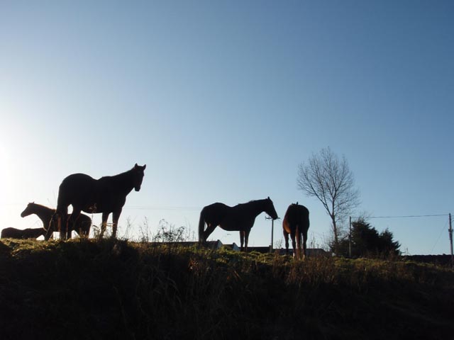 horses-PC173926.jpg