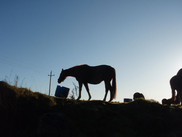 horses-PC173927.jpg