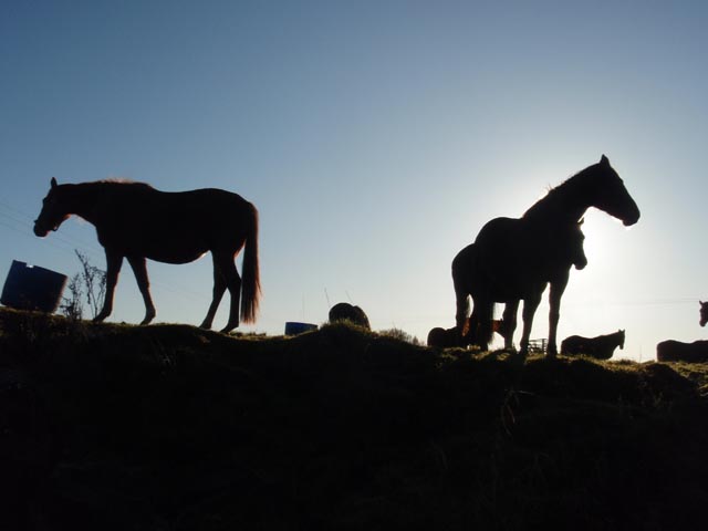 horses-PC173928.jpg