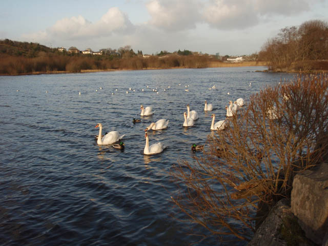 lannagh_swans_P1059145.jpg