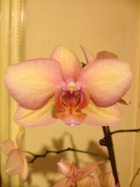 orchid.JPG