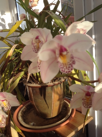 orchids_2.JPG