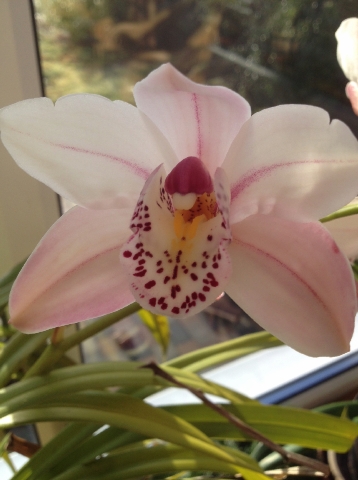 orchids_3.JPG
