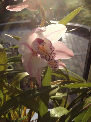 orchids_4.JPG