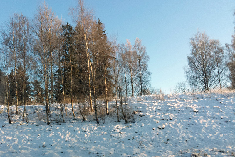 snow-birches.jpg