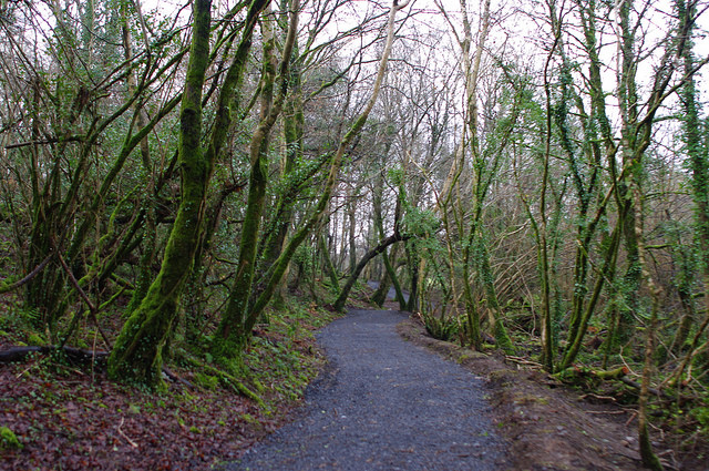 Turlough Woods