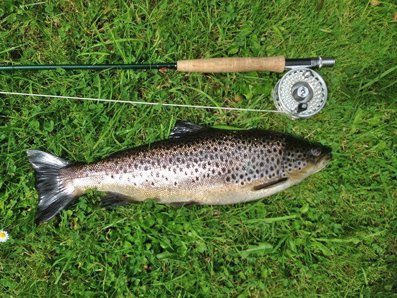 3-6lbsCorribtroutAugust2015.jpg