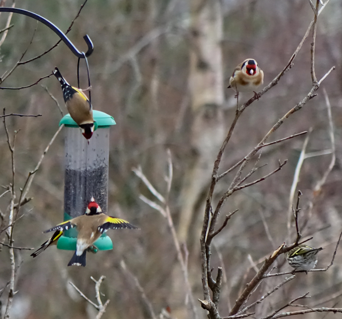 Birdfeeder-DSC03866.jpg