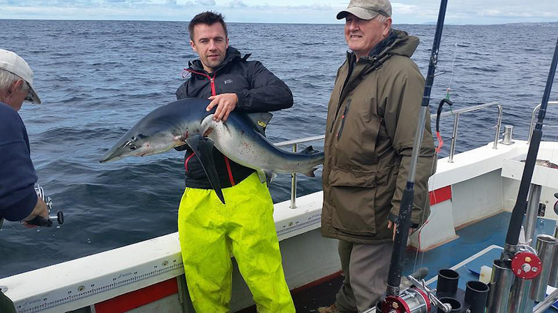 BlueSharkGalwayBaySep2015.jpg