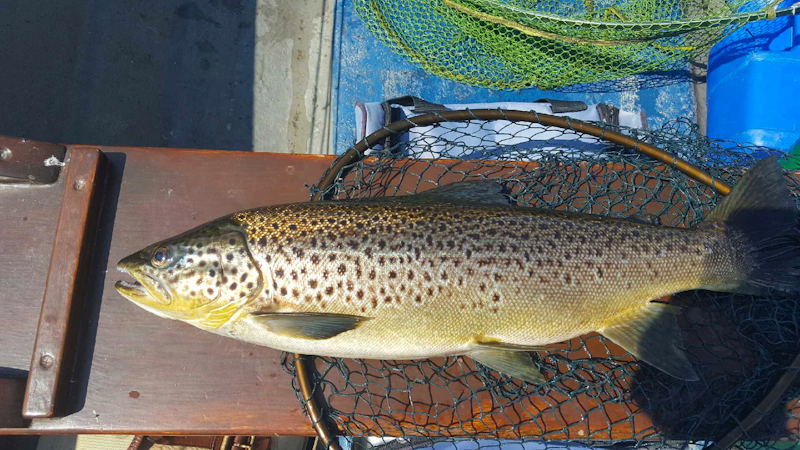 Corrib_Trout_5lbs-_Caenis_June_2016.jpg