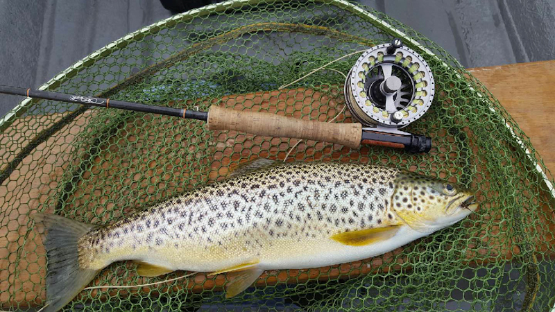 Corrib_Trout_July_2016_Larry_McCarthy.jpg