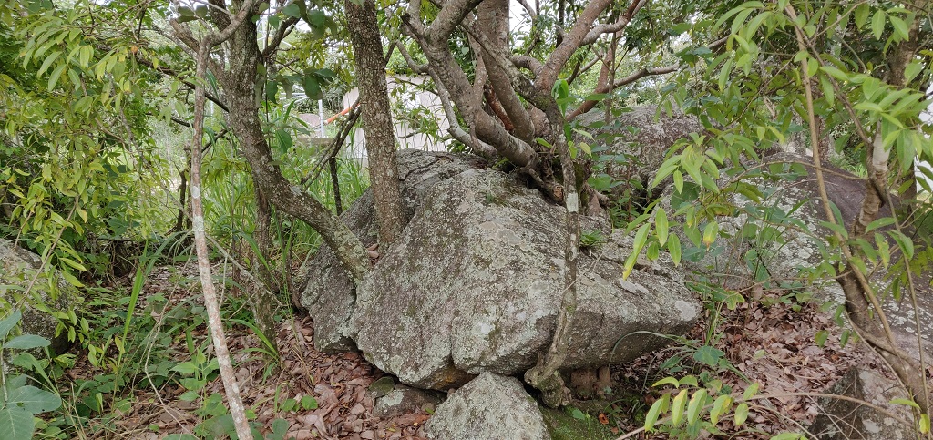 Even the Rocks can Grow Trees