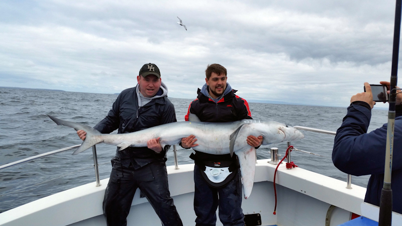 FirstGalwayBlueShark2016.jpg