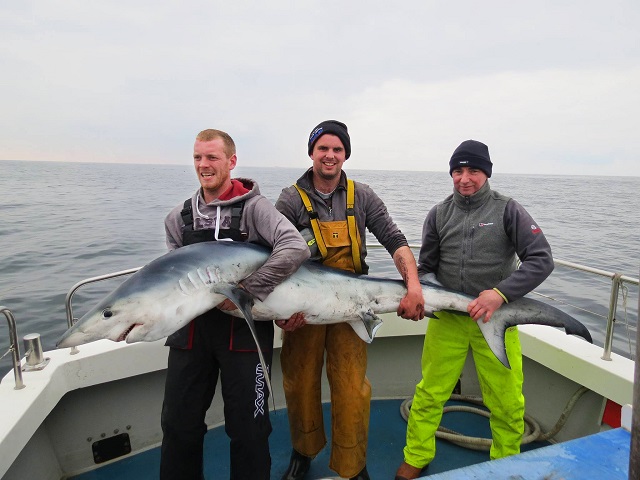 Galway_Bay_blue_shark_October_2015.jpg