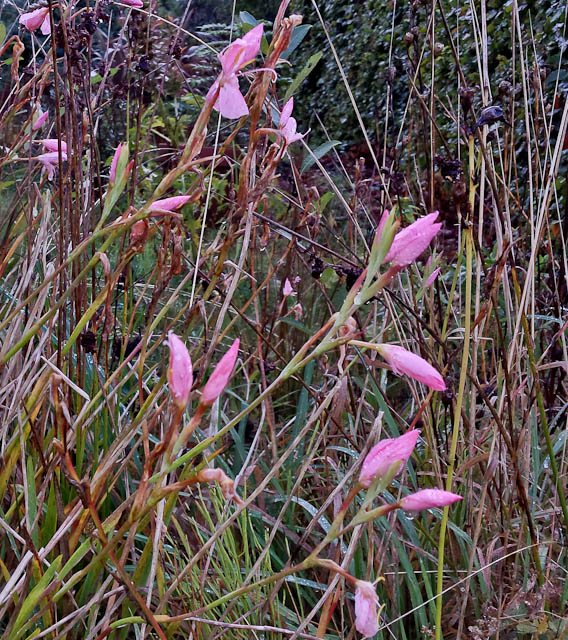 GardenFlowers20141006-3.jpg