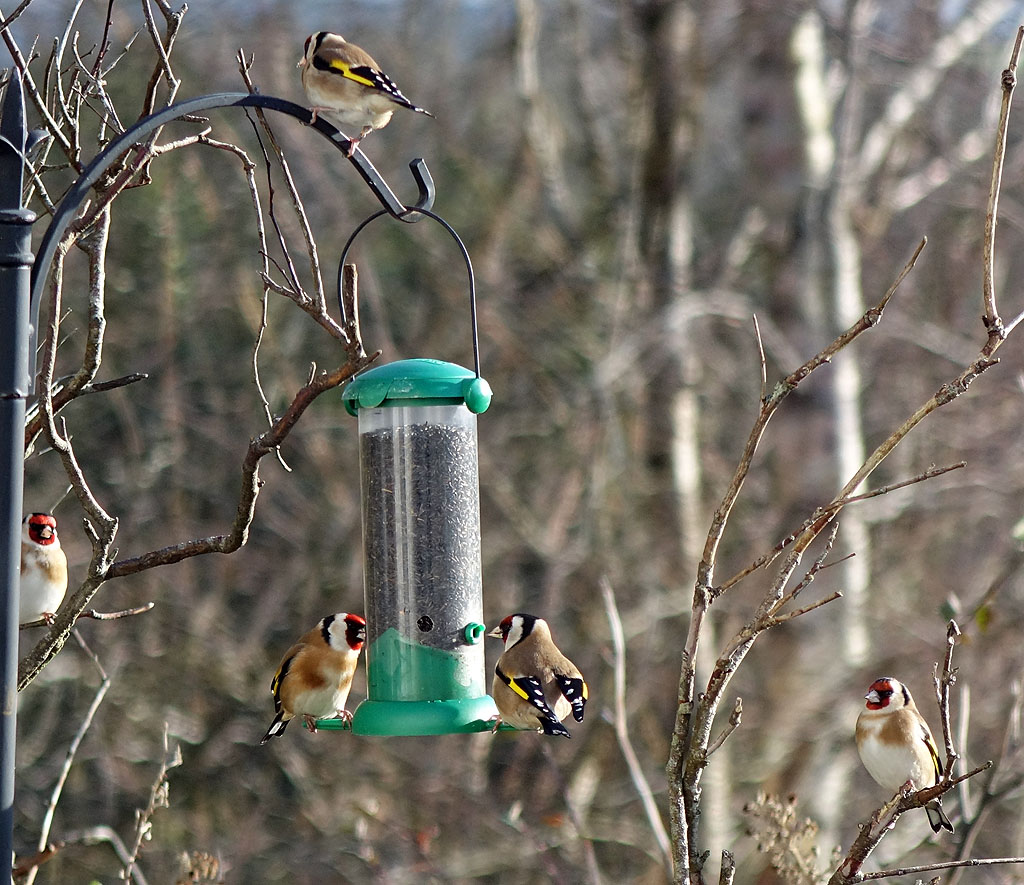 Goldfinches_6667_1024.jpg