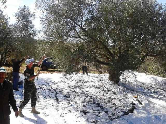 Harvesting_the_Olives.jpg