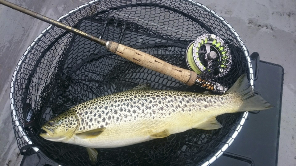 Larry_McCarthy_Corrib_trout_September_2015_2.jpg