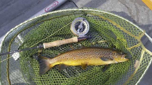 Late_Season_Corrib_Trout_September_2016.jpg