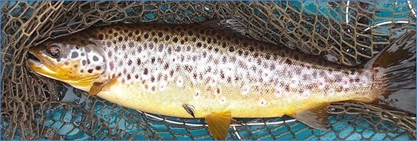 Lough_Conn_Trout.jpg