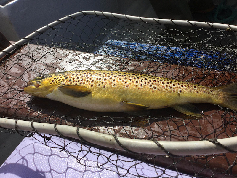 Martin_Wilson_Corrib_Trout_April_2016_.jpg